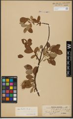 Foto von Salix hastata L.